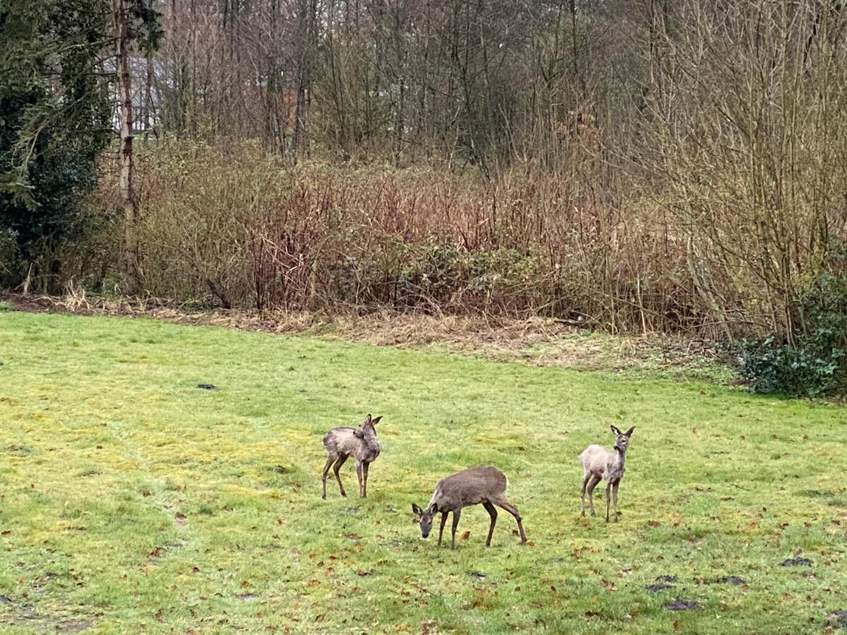 Ferienwohnung zwischen Wald und See Jever Exterior foto